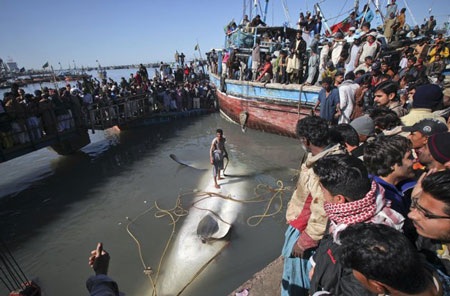 Cá mập voi khổng lồ được kéo vào bờ biển Pakistan - 2 Cá mập voi khổng lồ được kéo vào bờ biển Pakistan - 2