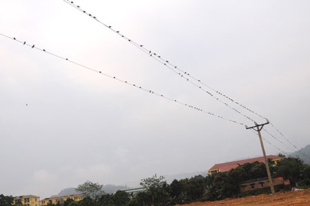 Chim én xuất hiện dày đặc ở thành phố Lào Cai - 3 Chim én xuất hiện dày đặc ở thành phố Lào Cai