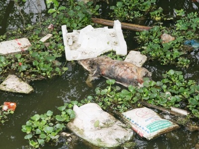 Lợn chết thối nổi trên kênh - 1 Lợn chết thối nổi trên kênh