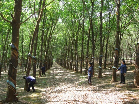 Những làng công nhân cao su triệu phú nơi biên giới - 3 Những làng công nhân cao su triệu phú nơi biên giới