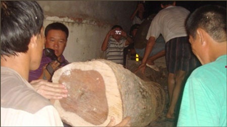 Cơn sốt gỗ sưa và ma lực tâm linh - 1 Cơn sốt gỗ sưa và ma lực tâm linh