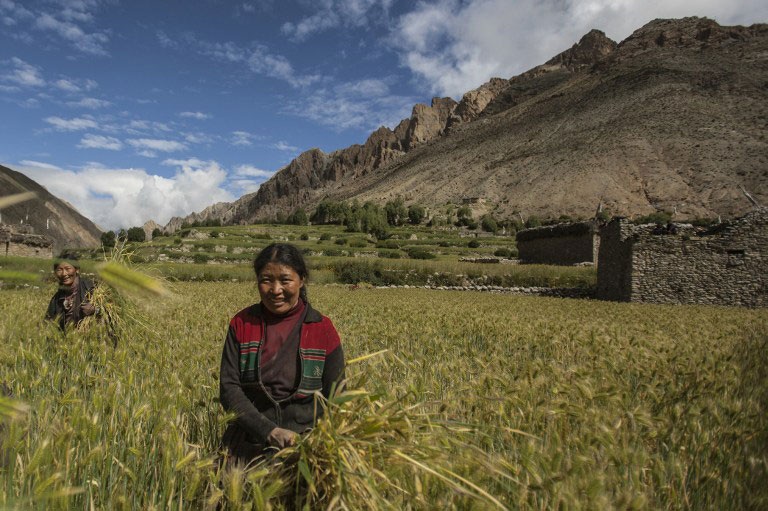 Chuyện về những người anh em cưới chung một vợ trên dãy Himalayas - 1 Tashi Sangmo trên cánh đồng gần nhà.