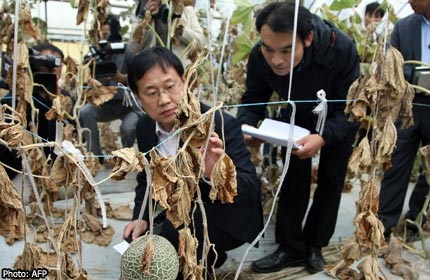 Hàn Quốc: hơn 3.000 người bị ốm vì rò rỉ chất độc - 1 Mùa màng bị ảnh hưởng nặng nề bởi vụ rò rỉ khí độc.