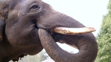 Kinh ngạc chú voi biết "nói" tiếng Hàn - 1 Koshik luôn cho vòi vào miệng khi phát ra âm thanh giống tiếng Hàn Quốc.