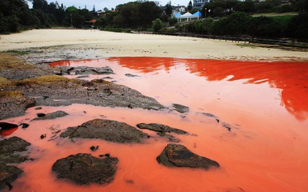 Biển máu ở Sydney