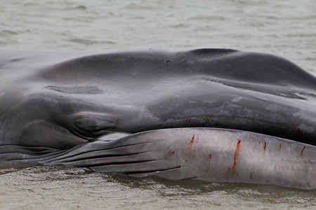 Con cá voi hầu như không chuyển động và cơ thể không hoàn toàn lành lặn.
