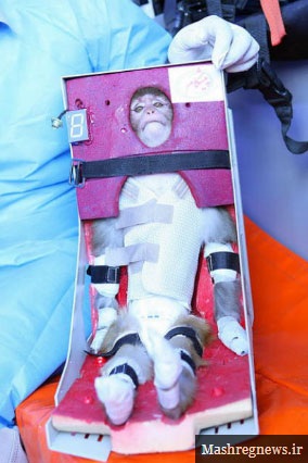 Những "du hành gia" khỉ nổi tiếng thế giới - 1 Những du hành gia khỉ