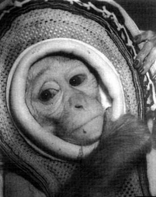 Những "du hành gia" khỉ nổi tiếng thế giới - 10 Những du hành gia khỉ