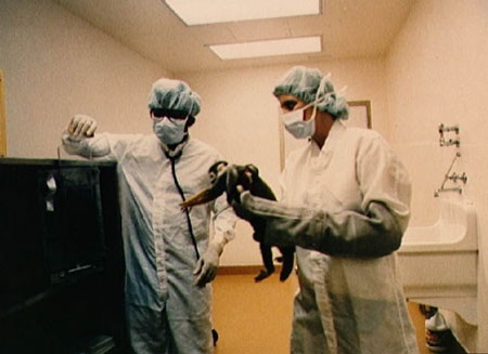 Những "du hành gia" khỉ nổi tiếng thế giới - 11 Những du hành gia khỉ