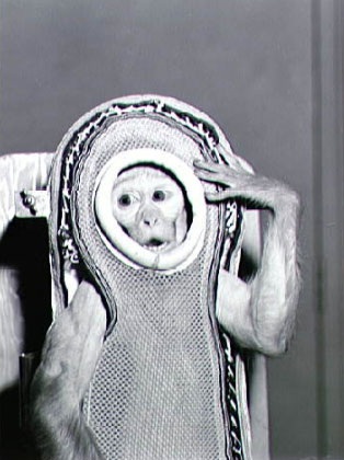 Những "du hành gia" khỉ nổi tiếng thế giới - 8 Những du hành gia khỉ