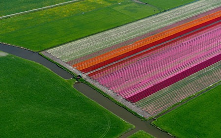 Chiêm ngưỡng cánh đồng hoa tuy-líp tuyệt đẹp ở Hà Lan - 11 Vũ Qúy