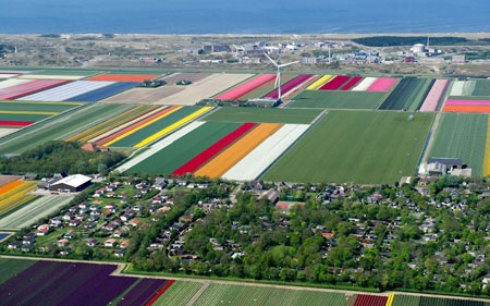 Chiêm ngưỡng cánh đồng hoa tuy-líp tuyệt đẹp ở Hà Lan - 12 Vũ Qúy