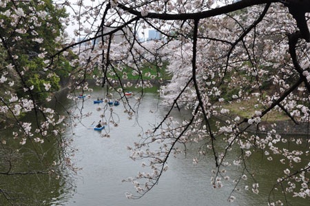 Tokyo ngập sắc hoa anh đào - 1 Hoa nở bên bờ sông...