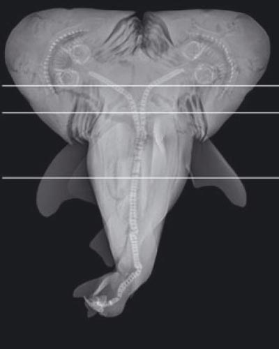 Bắt được "quái thai" cá mập 2 đầu còn sống - 1 Thai cá mập hai đầu. Ảnh: Live Science