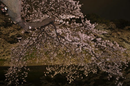 Tokyo ngập sắc hoa anh đào - 10 Những chùm hoa ở ngay gốc cây sù sì...