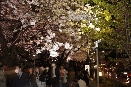 Tokyo ngập sắc hoa anh đào - 9 Những chùm hoa ở ngay gốc cây sù sì...