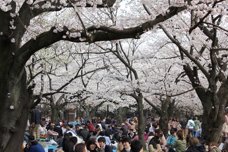 Tokyo ngập sắc hoa anh đào - 11 Tại sao mọi người lại hứng khởi với hoa như vậy? Đó là vì ở Nhật Bản có bốn mùa