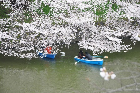 Tokyo ngập sắc hoa anh đào - 13 Tại sao mọi người lại hứng khởi với hoa như vậy? Đó là vì ở Nhật Bản có bốn mùa