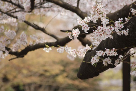Tokyo ngập sắc hoa anh đào - 4 Hoa mọc dọc thân cân...