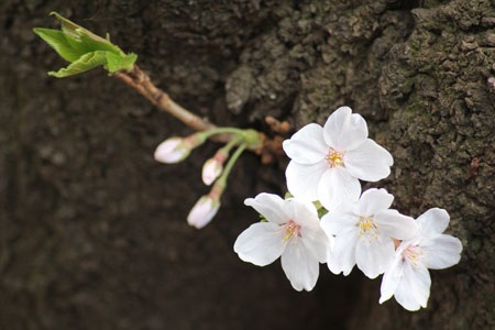 Tokyo ngập sắc hoa anh đào - 5 Những chùm hoa ở ngay gốc cây sù sì...