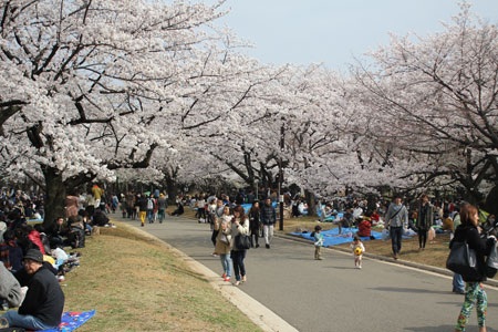 Tokyo ngập sắc hoa anh đào - 7 Những chùm hoa ở ngay gốc cây sù sì...