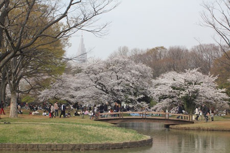 Tokyo ngập sắc hoa anh đào - 8 Những chùm hoa ở ngay gốc cây sù sì...