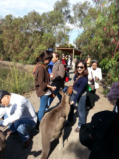 Lời tỏ tình mùa thu với xứ sở Kangaroo