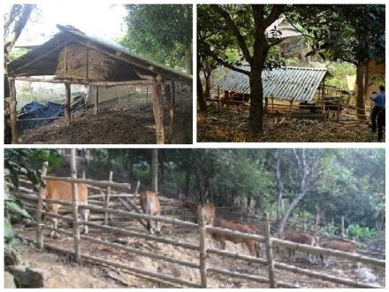 Hồng giòn, đào không lông và câu chuyện hữu nghị Việt-Úc - 4 Chuyên gia Úc thăm dự án hồng tại Mộc Châu, Sơn La