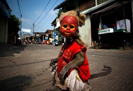 Ngành kinh doanh xiếc khỉ mặt nạ rợn người ở Indonesia - 1 Ngành kinh doanh khỉ mặt nạ rợn người ở Indonesia
