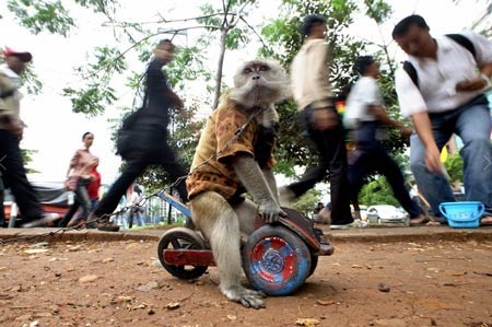 Ngành kinh doanh xiếc khỉ mặt nạ rợn người ở Indonesia - 12 Ngành kinh doanh khỉ mặt nạ rợn người ở Indonesia