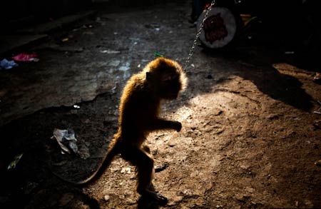 Ngành kinh doanh xiếc khỉ mặt nạ rợn người ở Indonesia - 13 Ngành kinh doanh khỉ mặt nạ rợn người ở Indonesia