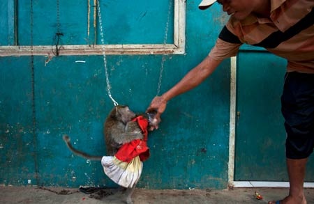 Ngành kinh doanh xiếc khỉ mặt nạ rợn người ở Indonesia - 2 Ngành kinh doanh khỉ mặt nạ rợn người ở Indonesia