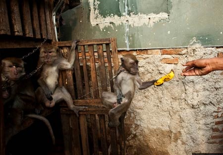 Ngành kinh doanh xiếc khỉ mặt nạ rợn người ở Indonesia - 6 Ngành kinh doanh khỉ mặt nạ rợn người ở Indonesia