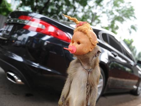 Ngành kinh doanh xiếc khỉ mặt nạ rợn người ở Indonesia - 8 Ngành kinh doanh khỉ mặt nạ rợn người ở Indonesia