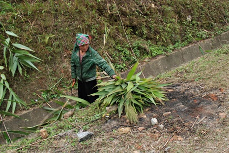 Sa Pa: Rét hại kéo dài, trâu, bò chết hàng loạt - 2 Cắt
thêm cỏ cho trâu bò ăn thêm trong ngày lạnh giá