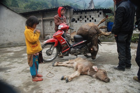 Sa Pa: Rét hại kéo dài, trâu, bò chết hàng loạt - 3 Normal