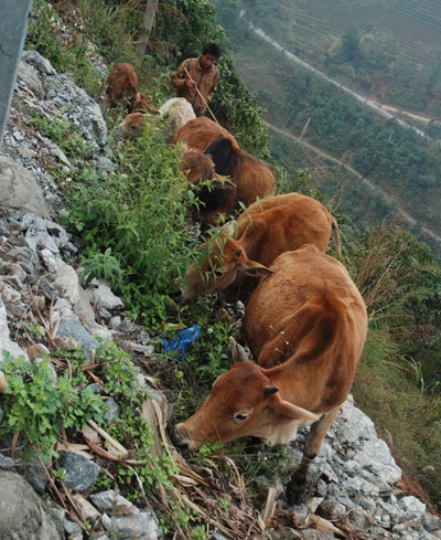 Sa Pa: Rét hại kéo dài, trâu, bò chết hàng loạt - 4 Một
địa điểm sơ tán trâu huyện Sa
 Pa tránh rét dài ngày