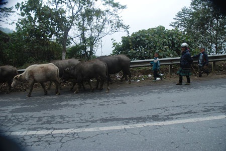 Sa Pa: Rét hại kéo dài, trâu, bò chết hàng loạt - 6 Đàn bò cũng đang
được mang đi sơ tán xuống vùng thấp để tránh cái rét ở vùng cao.