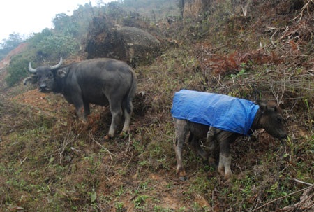 Sa Pa: Rét hại kéo dài, trâu, bò chết hàng loạt - 5 Đàn bò cũng đang
được mang đi sơ tán xuống vùng thấp để tránh cái rét ở vùng cao.