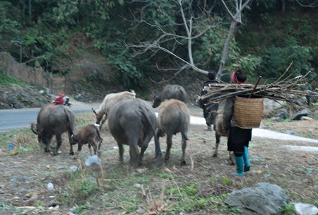 Sa Pa: Rét hại kéo dài, trâu, bò chết hàng loạt - 7 Đàn bò cũng đang
được mang đi sơ tán xuống vùng thấp để tránh cái rét ở vùng cao.