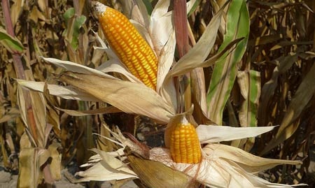 Thực phẩm biến đổi gen có ảnh hưởng đến sức khỏe, môi trường? - 1 Ngô biến đổi gen được sử dụng rộng rãi ở Mỹ và nhiều nước khác.