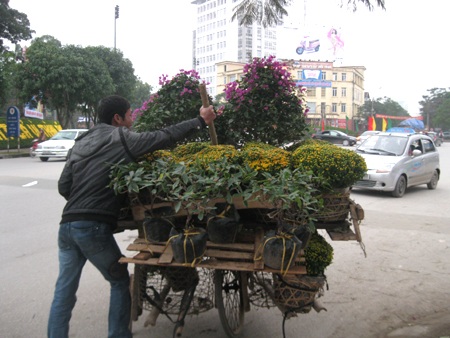 Tết theo hoa xuống phố - 4