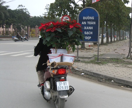 Tết theo hoa xuống phố - 10