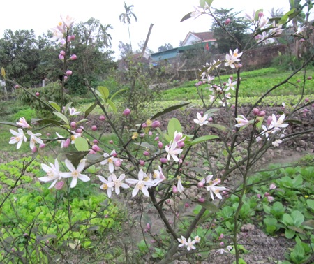 Ngỡ ngàng vẻ đẹp hoa chanh - 12