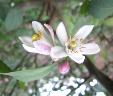 Ngỡ ngàng vẻ đẹp hoa chanh - 13