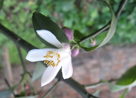 Ngỡ ngàng vẻ đẹp hoa chanh - 14