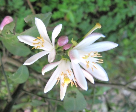 Ngỡ ngàng vẻ đẹp hoa chanh - 15