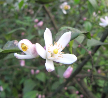 Ngỡ ngàng vẻ đẹp hoa chanh - 16