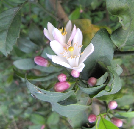 Ngỡ ngàng vẻ đẹp hoa chanh - 17