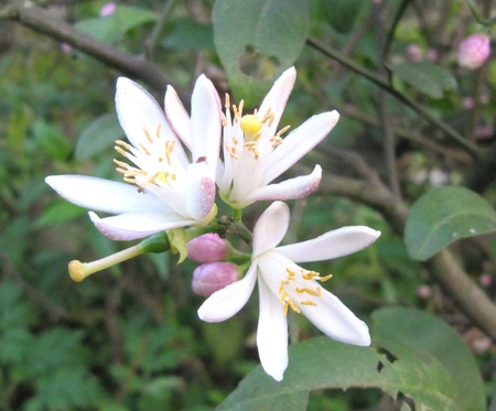 Ngỡ ngàng vẻ đẹp hoa chanh - 18